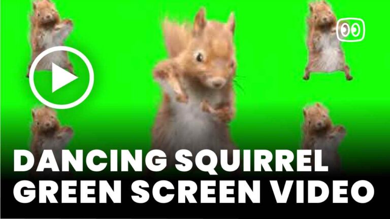 Dancing Squirrel Tik Tok Green Screen