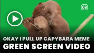Okay I Pull Up Capybara Meme Green Screen