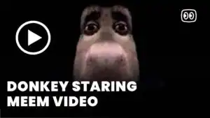 Donkey Staring Meme