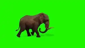Elephant Green Screen download