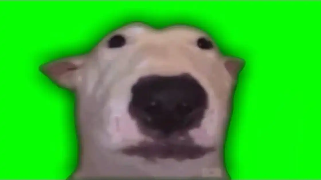 walter staring meme green screen download