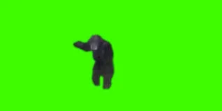 Isolated monkey banging door green screen image