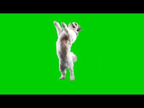 Dog Dancing Green Screen download