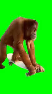 Monkey On Skateboard Green Screen download