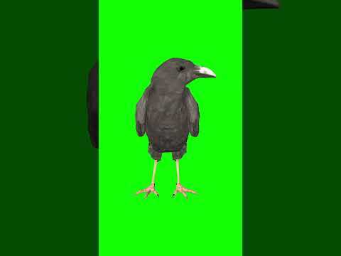 Raven Standing Green screen download