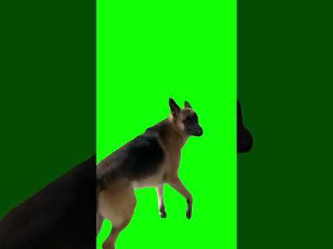 Dog Goes Outside and Regrets - Green Screen download
