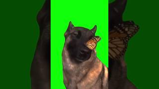 No Enemies Butterfly Dog Green Screen download