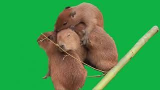 Okay Pull Up Capybara Meme Green Screen download