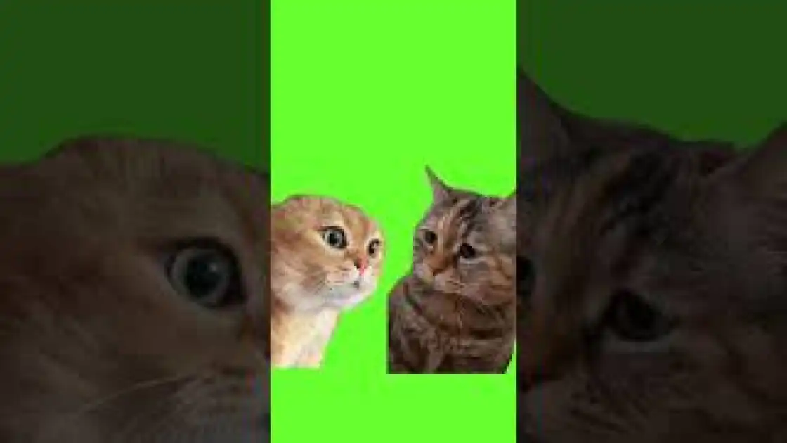 two cats talking meme green screen