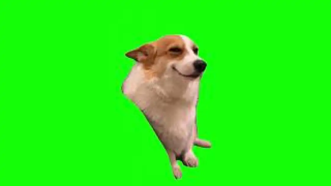 Smiling Corgi Dog Meme green screen