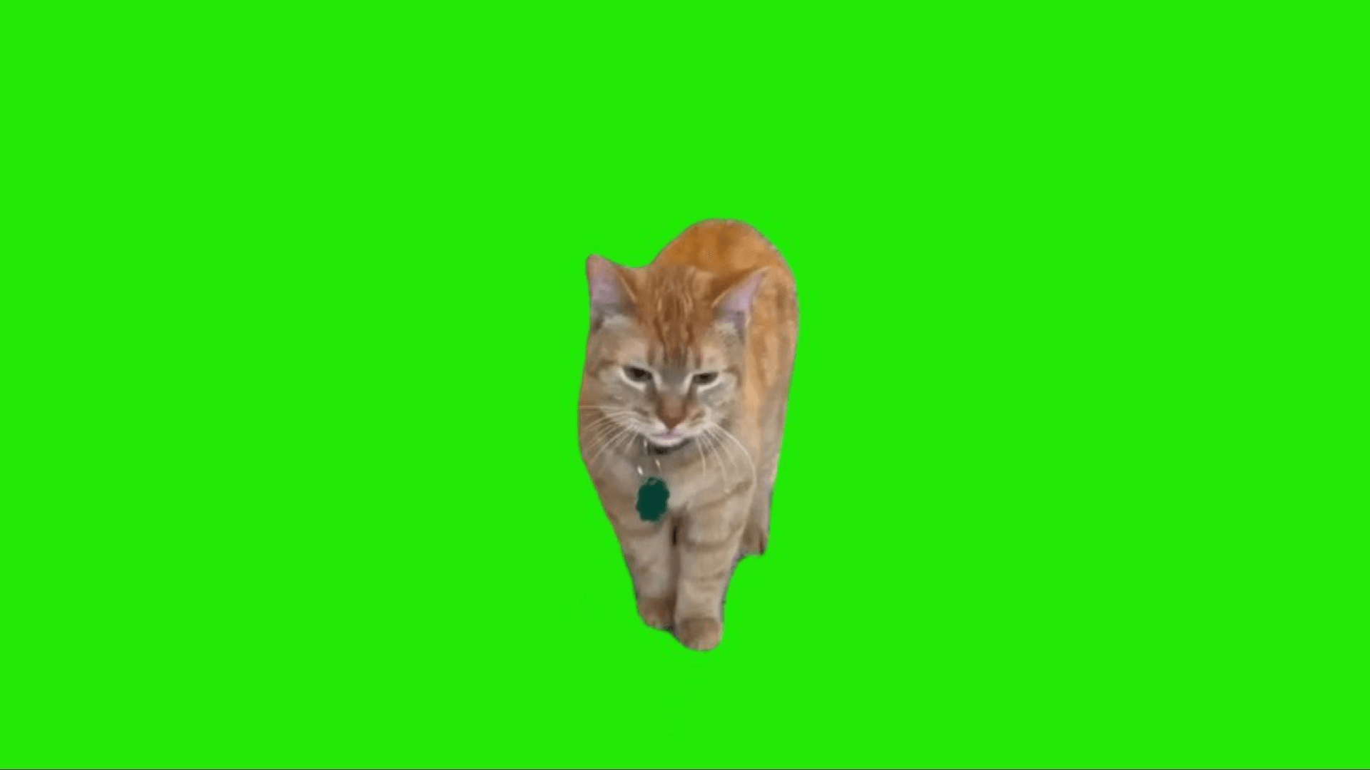 Talking Cat Green Screen Video Download MP4