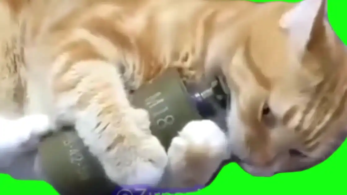 Cat cooking Grenade meme Green Screen Green Screen Memes download
