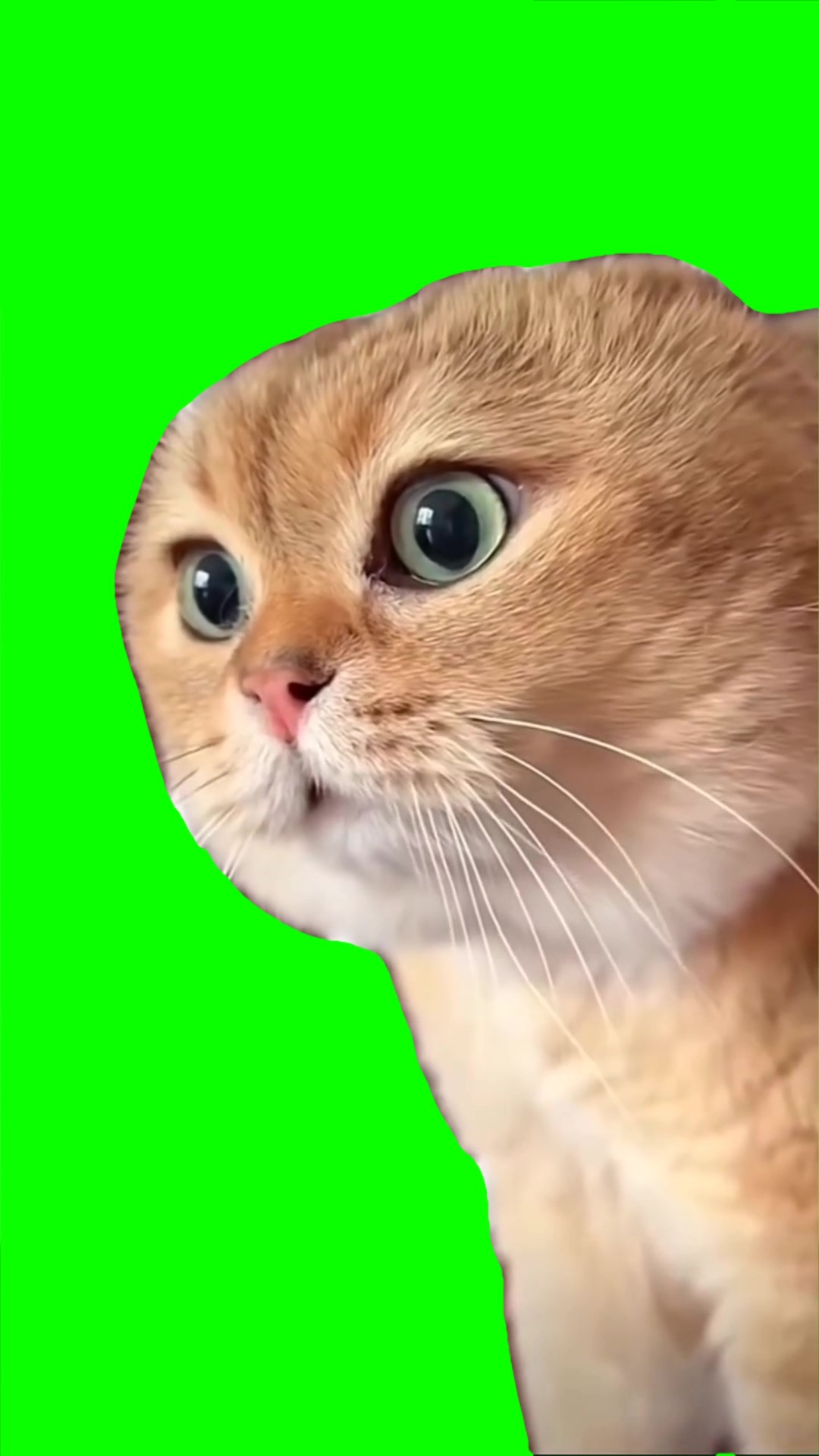 Cat Talking Green Screen Video Download MP4