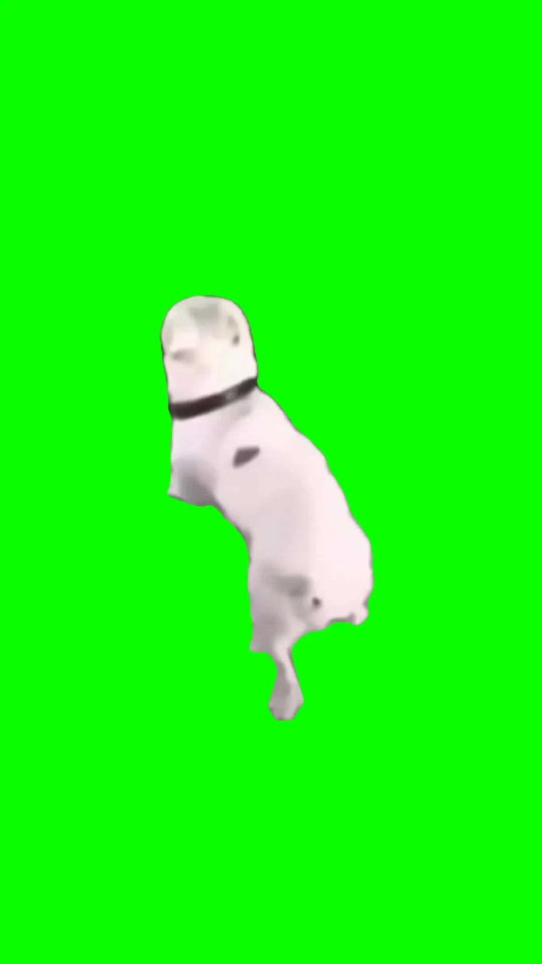 Monkey Blowing Raspberry Monkey Blowing Raspberries meme Green Screen - Video Download MP4