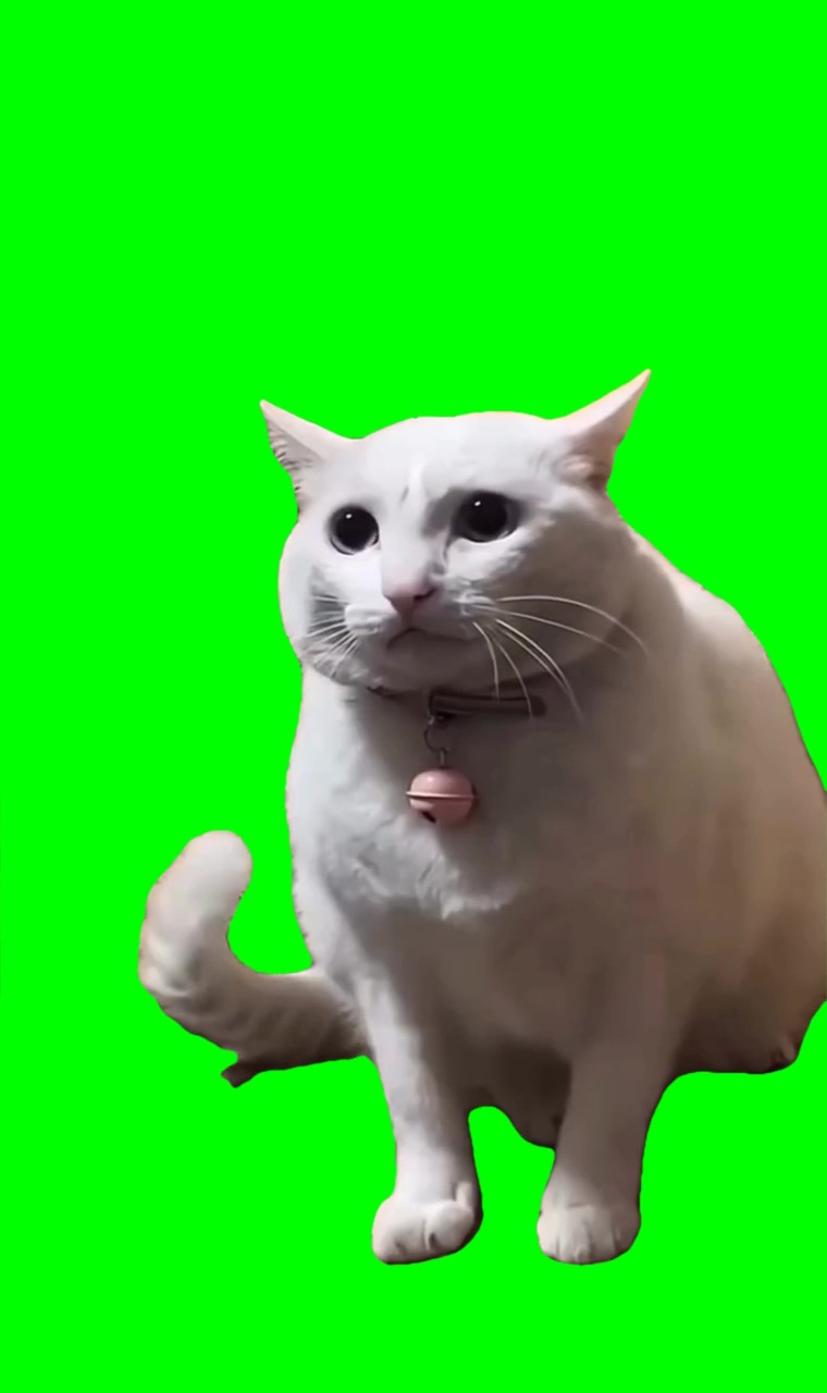 Cat Saying Waw Meme Green Screen Video Download MP4