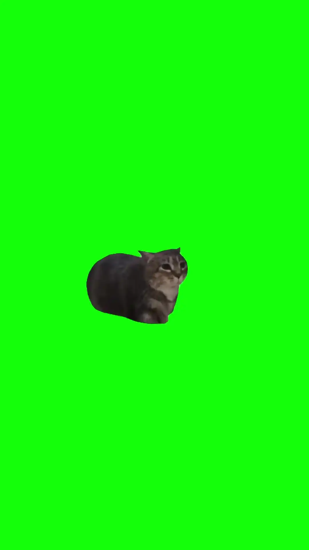 3-е сентября, но это Oiia Cat Green Screen