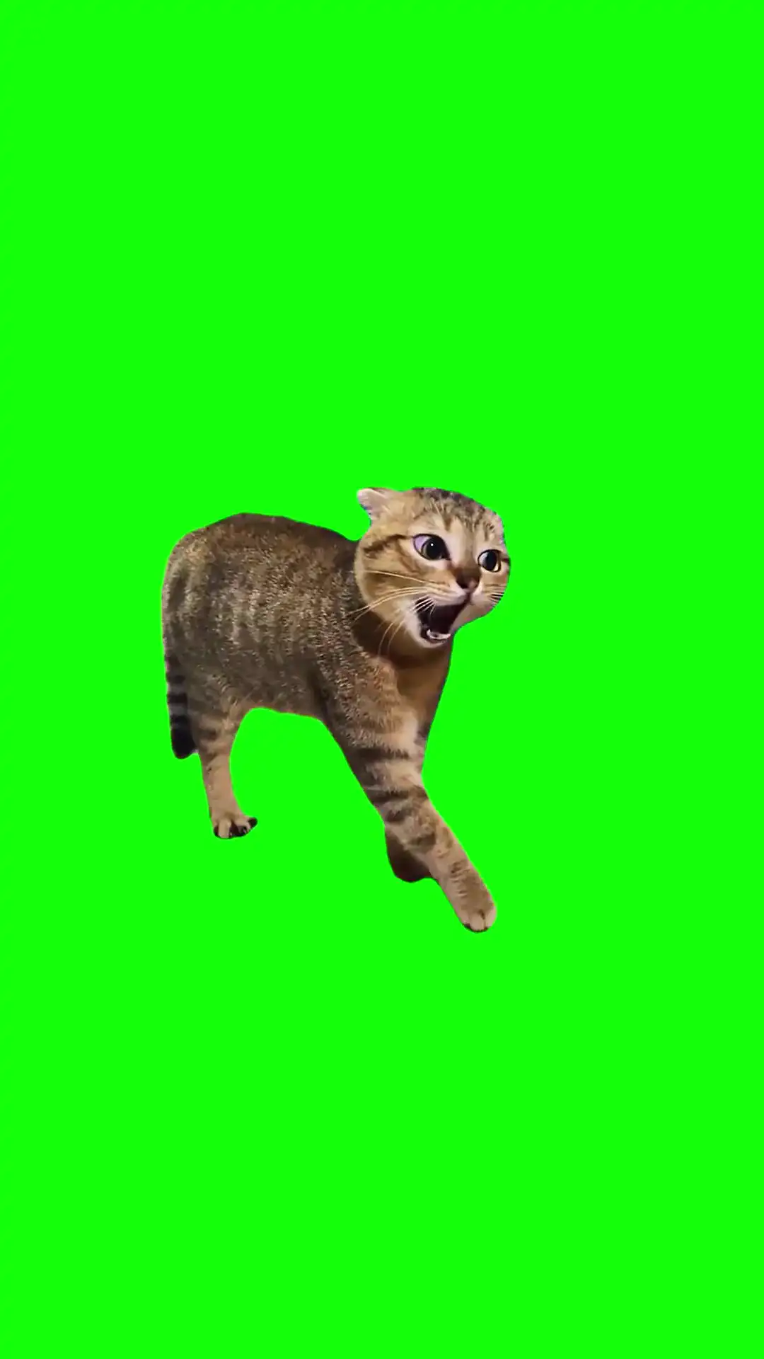Angry cat Meme Green Screen