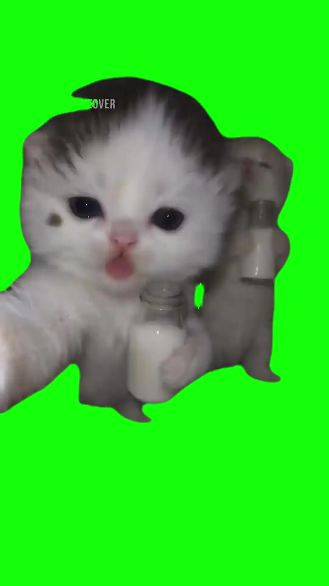 Kitten sipping milk meme Green Screen