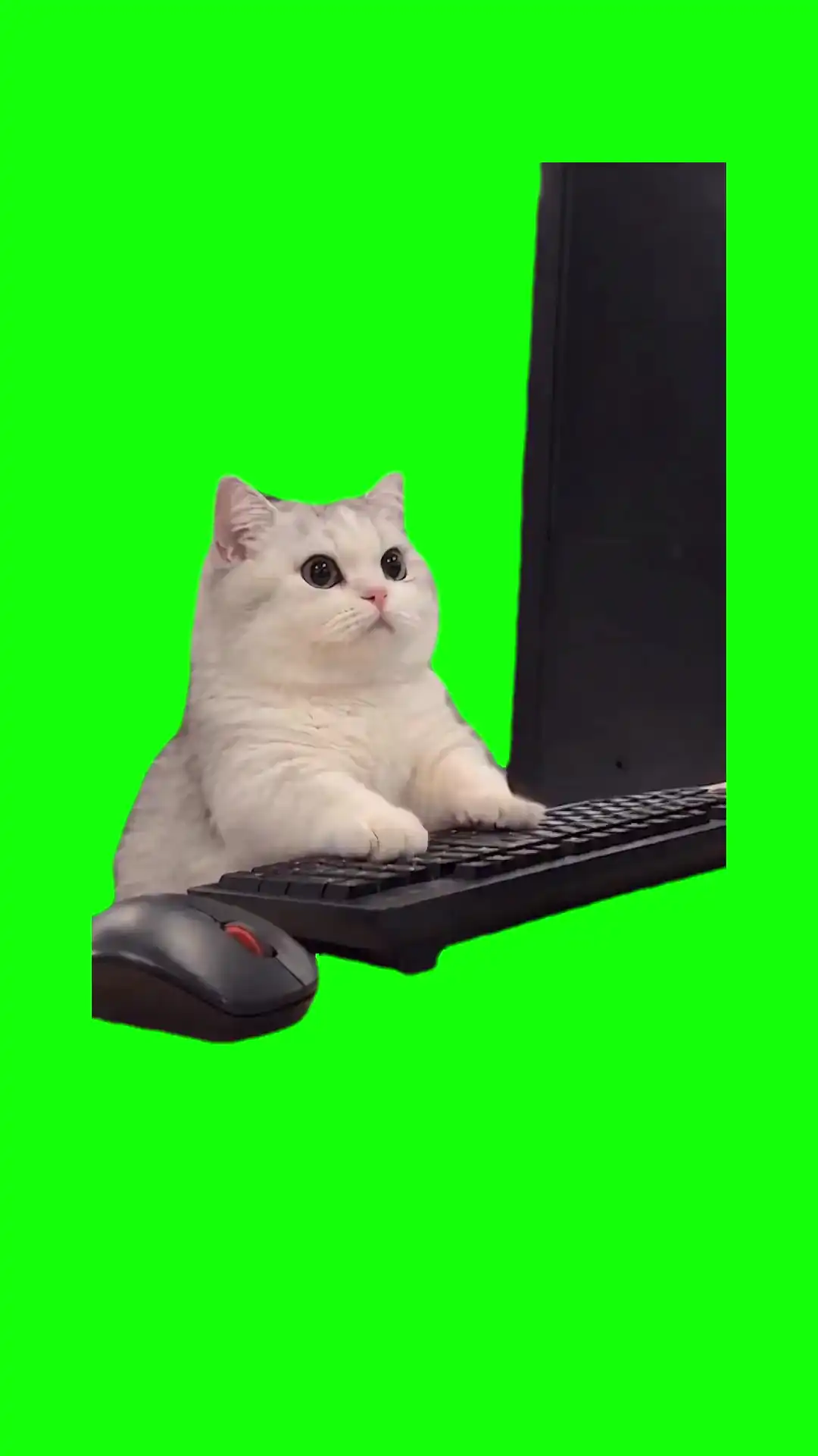 Kittens slams keyboard Meme Green Screen