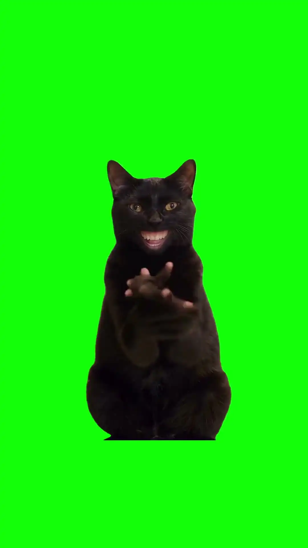 Cat Thumbs Up Meme Green Screen