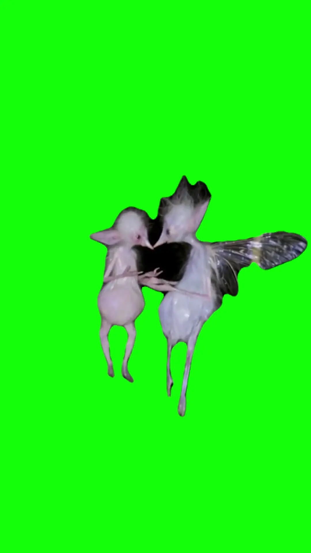 Goblin fairies making fun of Meme Green Screen