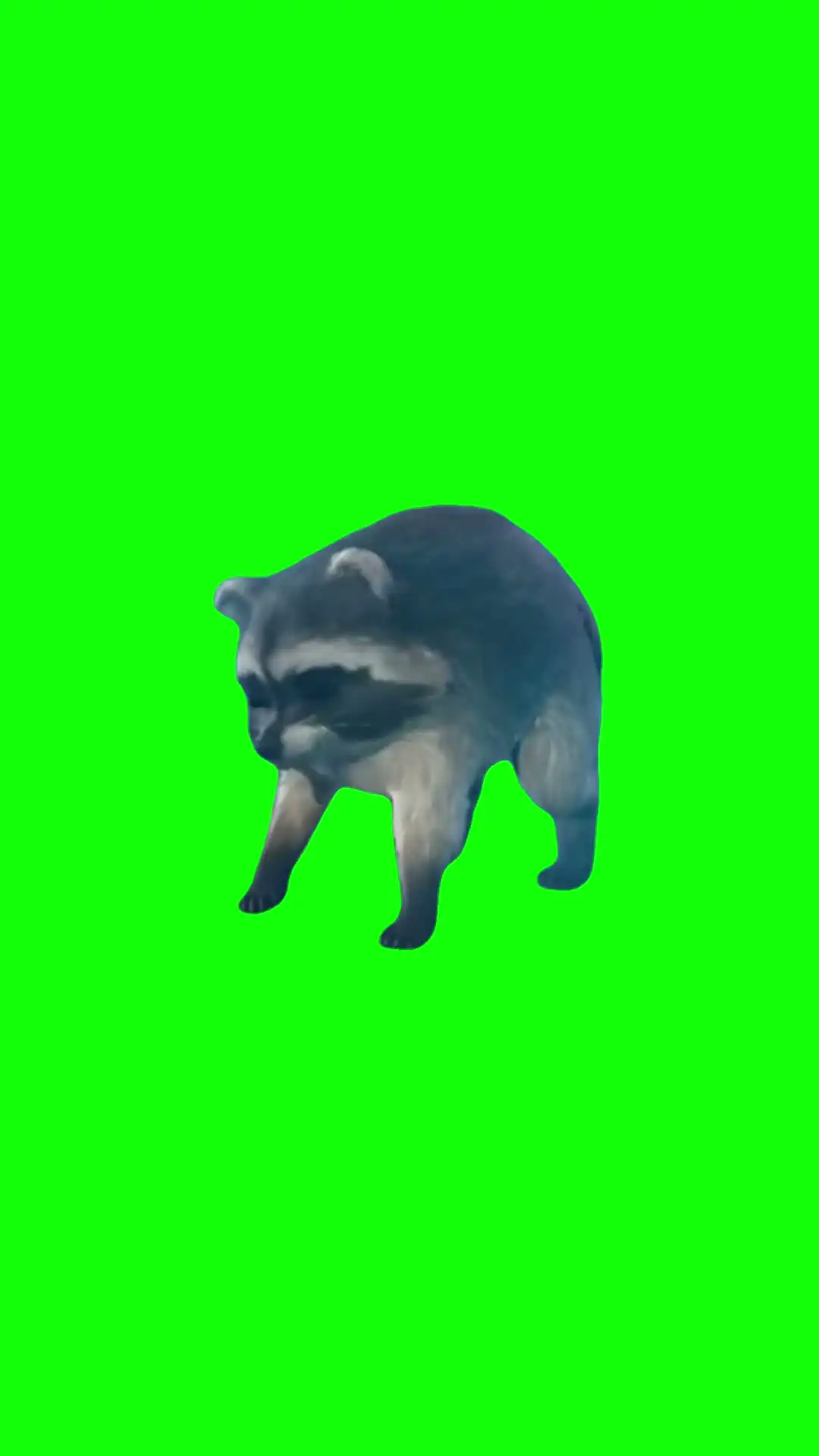 Jimothy the Raccoon Meme Green Screen