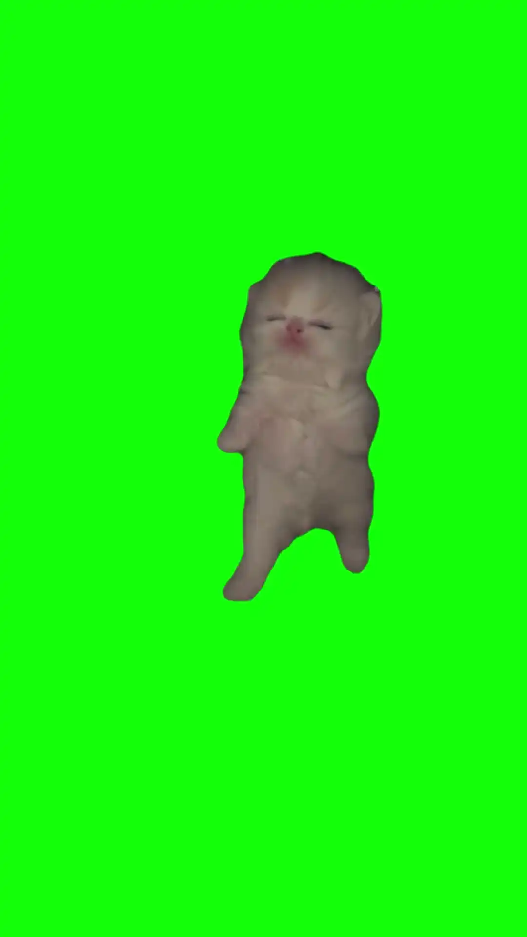 Kittens running Meme Green Screen
