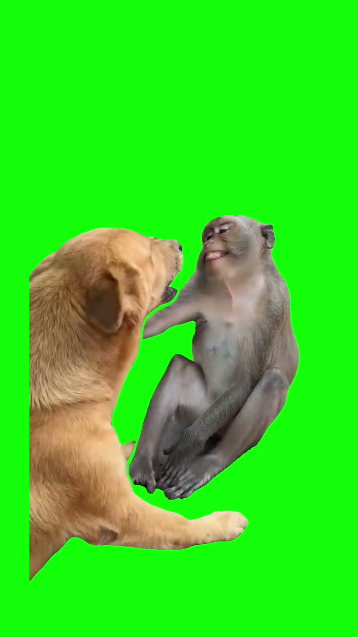 Monkey provoking dog Meme Green Screen